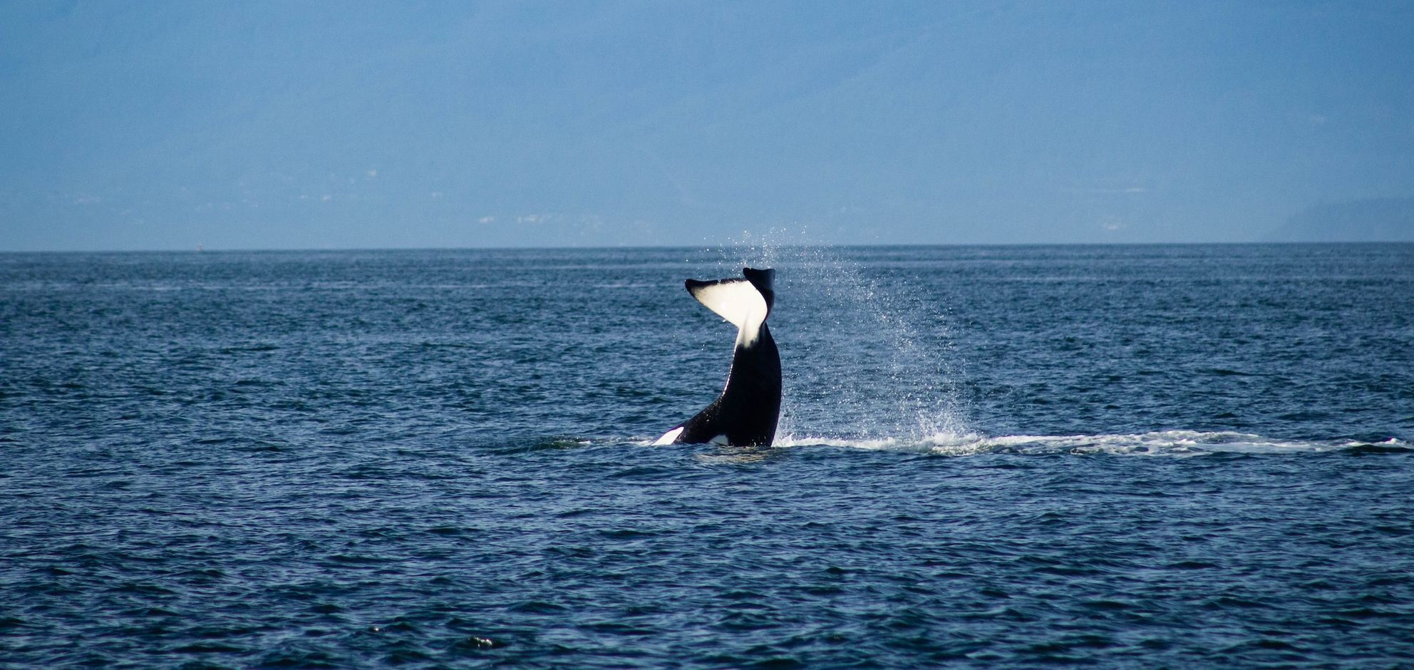 Whale Watch op de Puget Sound