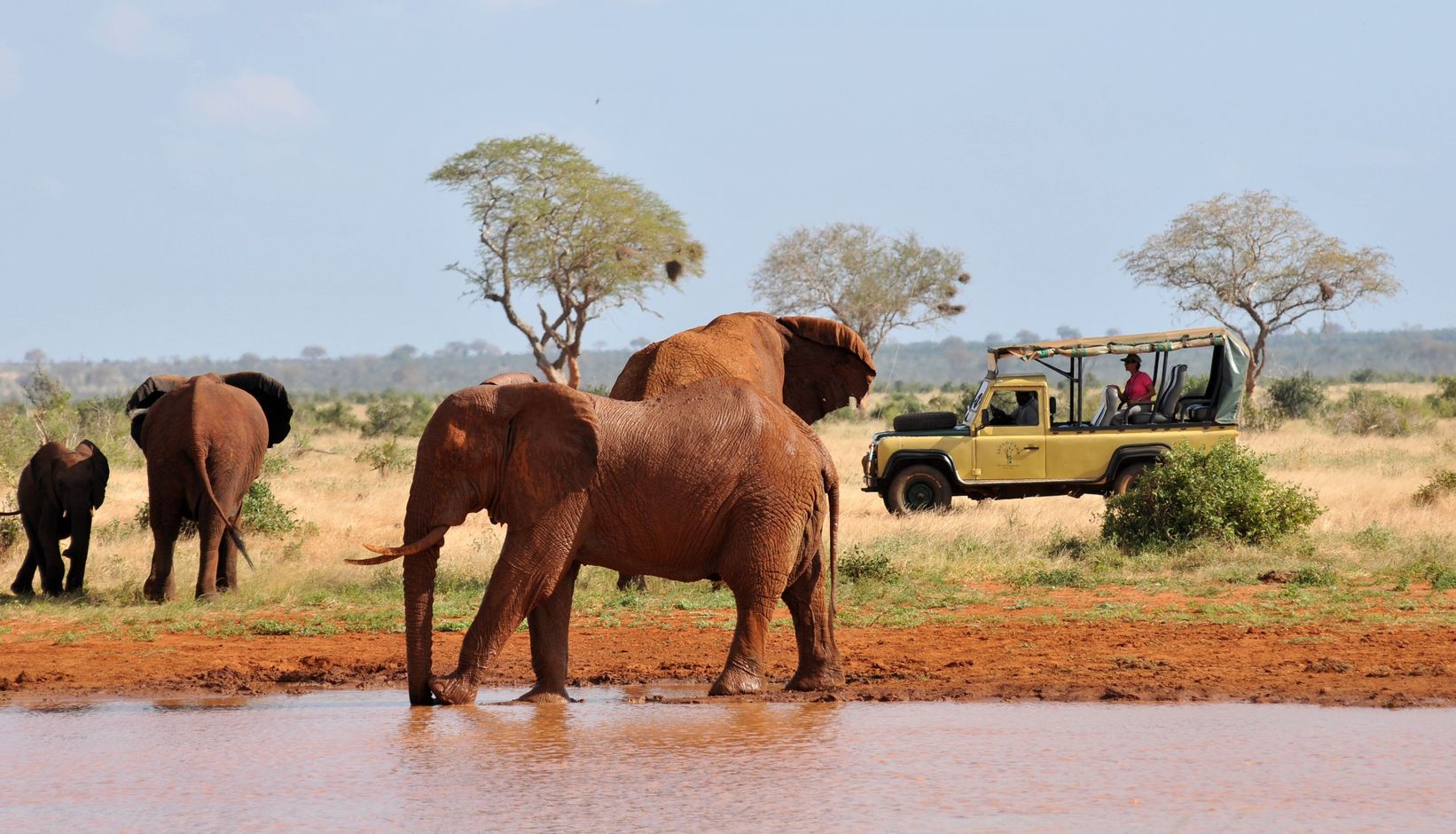 Kenia olifant safari wildlife Afrika