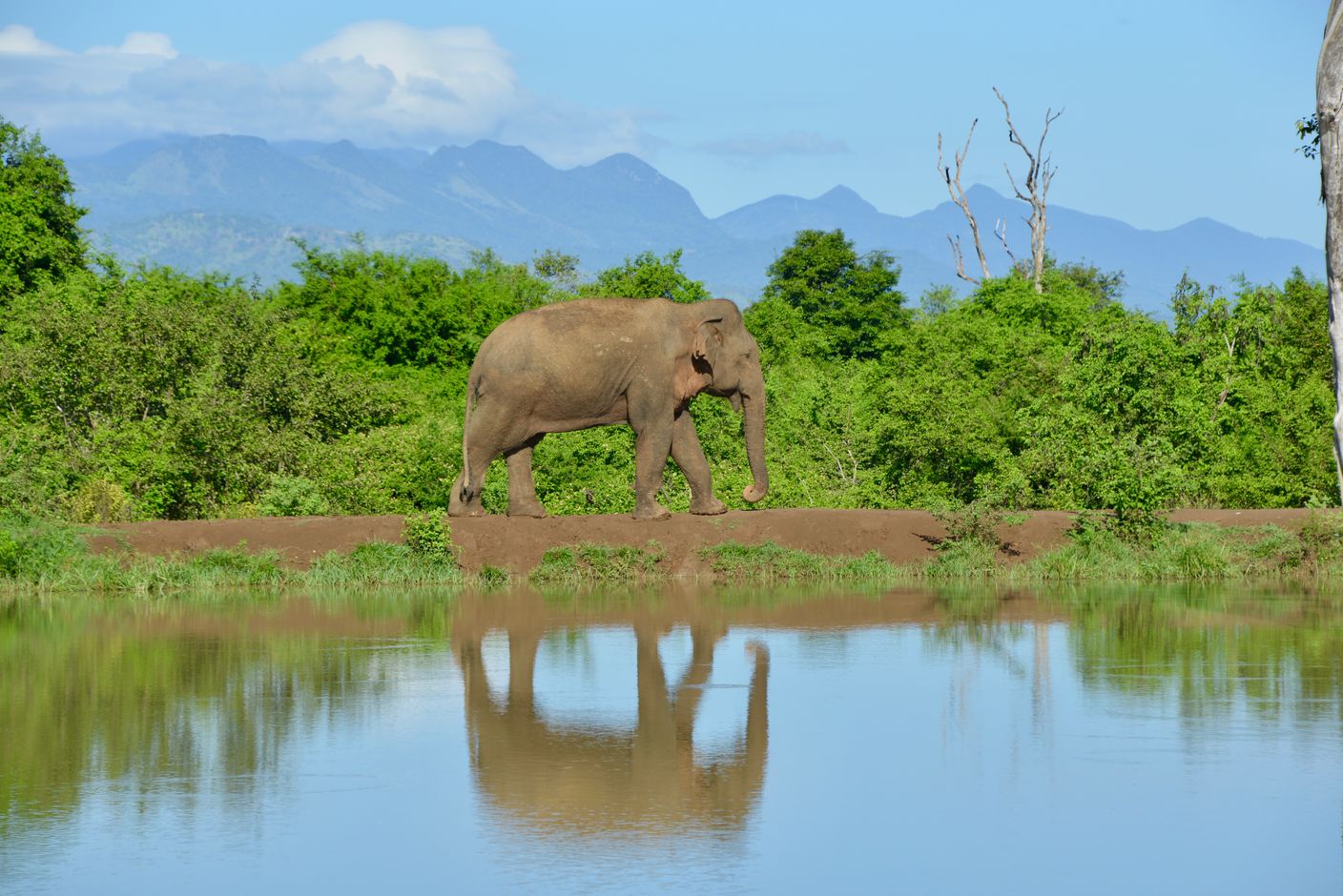 Safari wilpattu national park olifant sri lanka wildpark