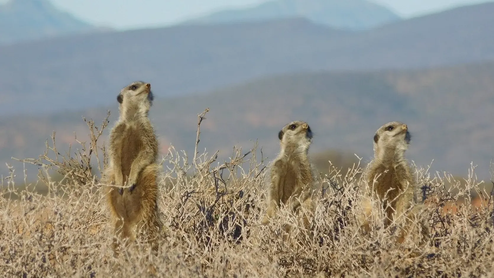 Stokstaartjes Oudtshoorn