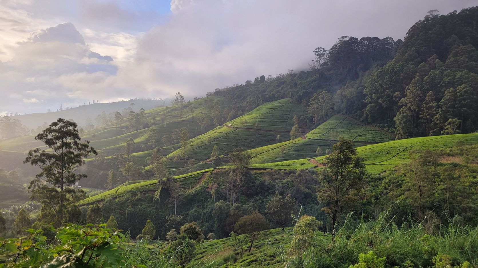 theeplantages sri lanka