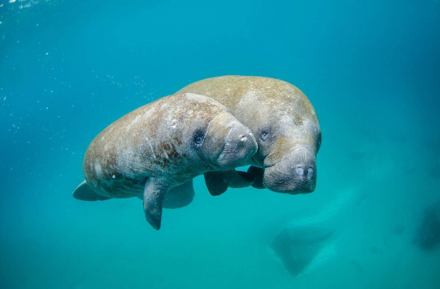 Snorkelen manatees crystal river florida