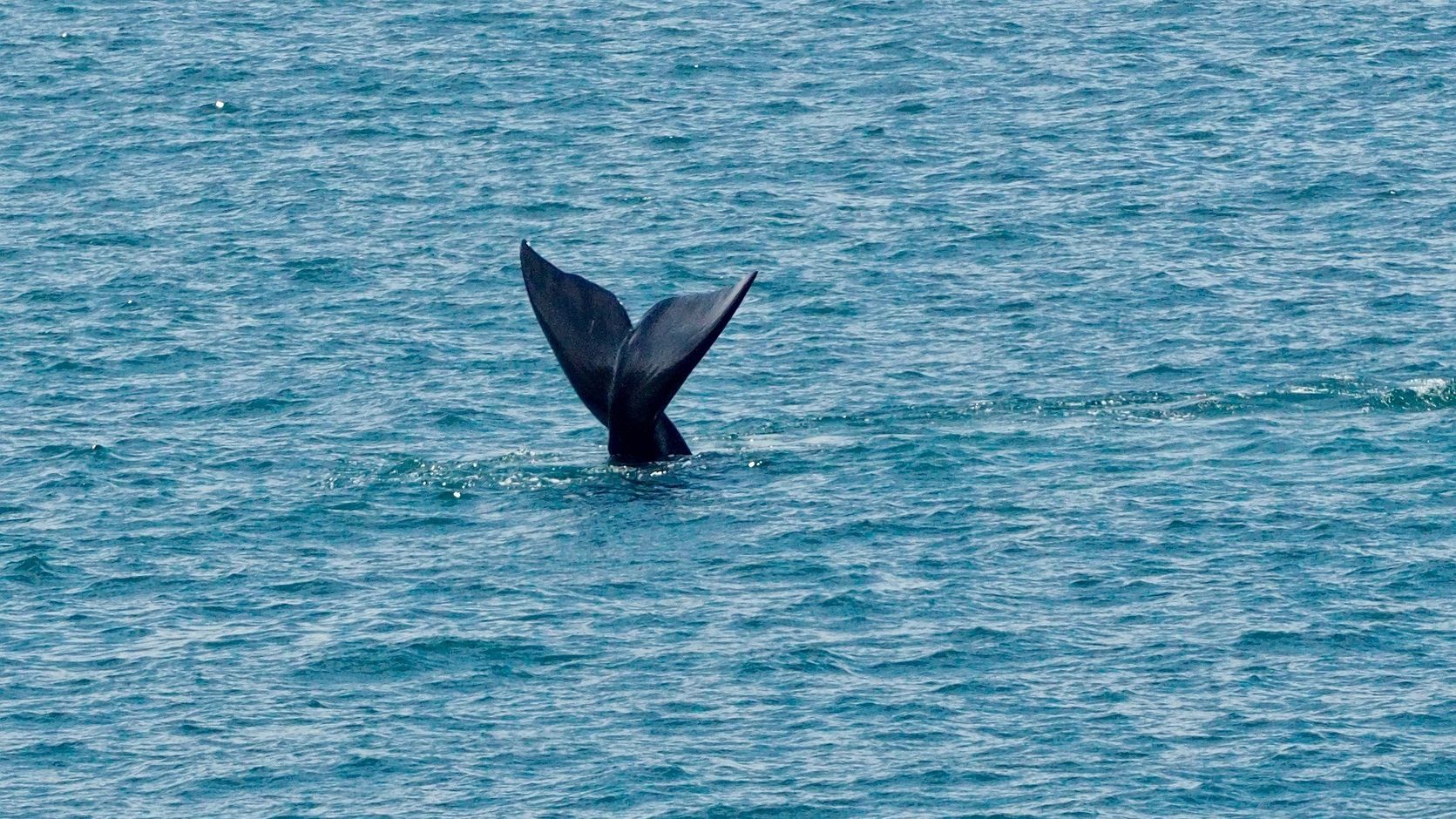 Walvis in Zuid-Afrika, Hermanus