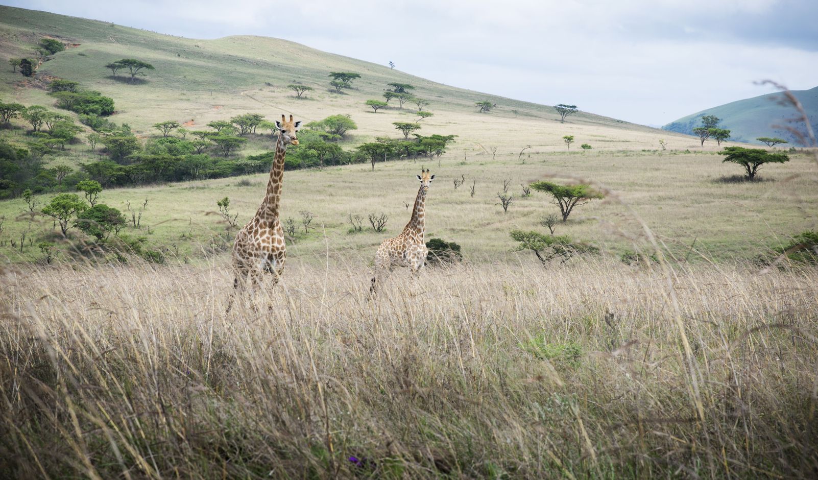 Zuid-Afrika reis African Genius 