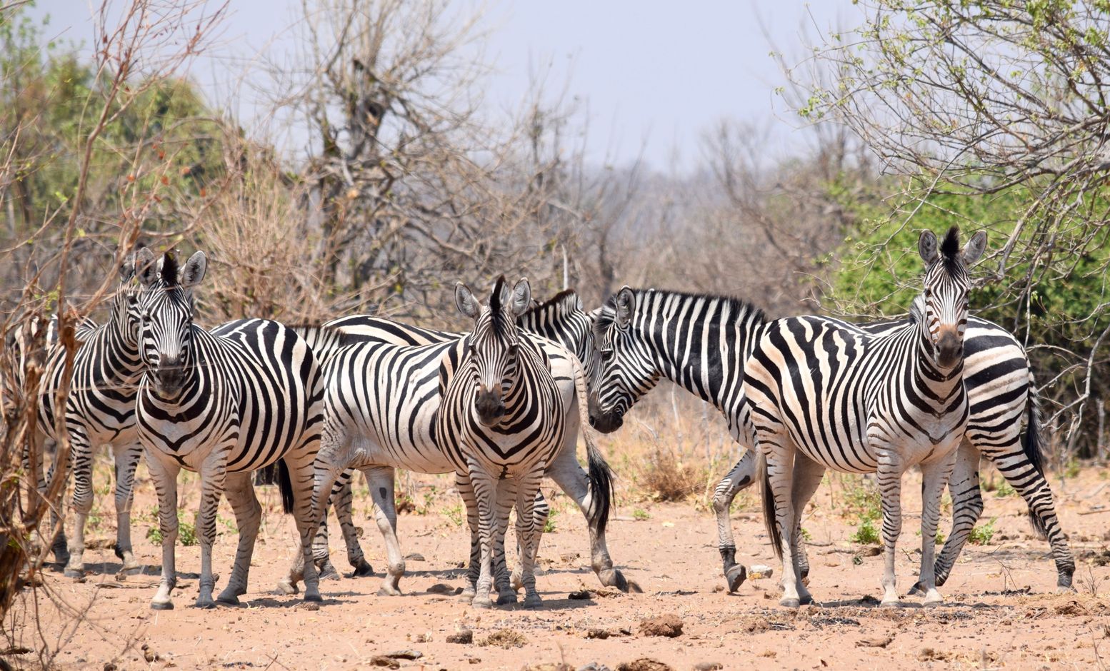 zebra