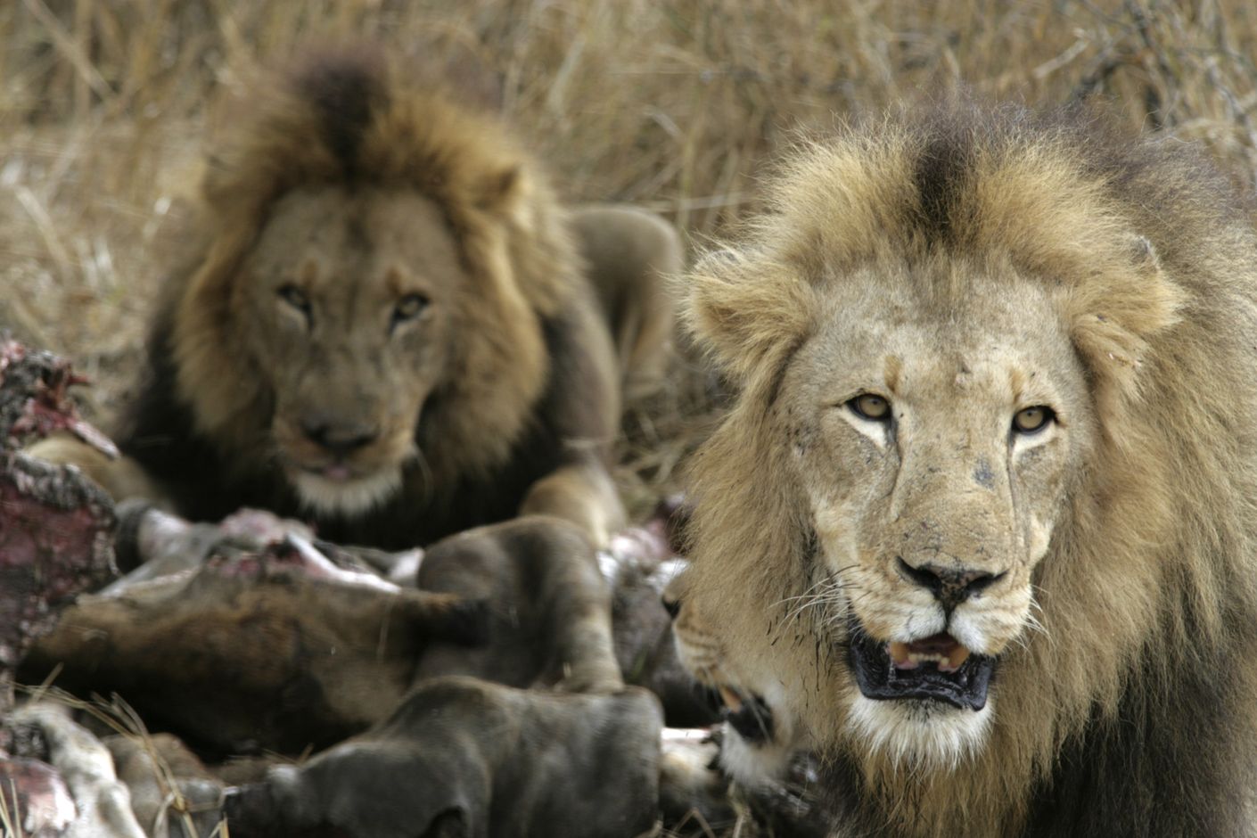 Leeuwen in het Krugerpark, Zuid-Afrika