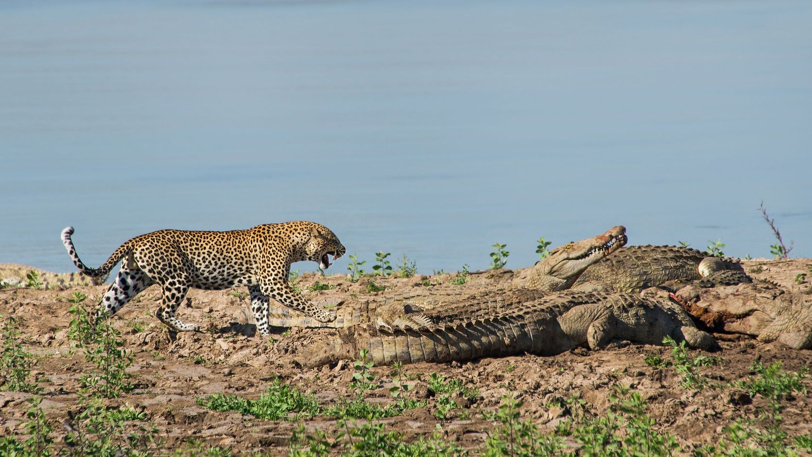 Afrika Big Five luipaard natuur wildlife safari