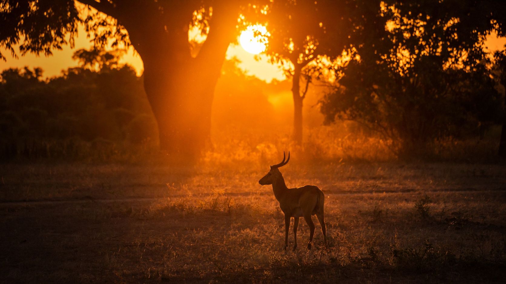 Afrika wildlife safari dieren puku 