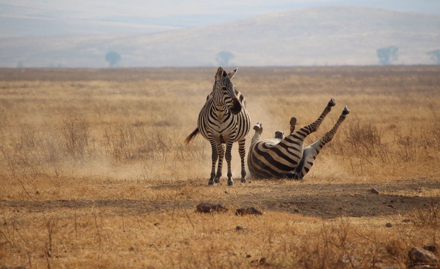 Groepsreis Tanzania en Zanzibar safari zebra's