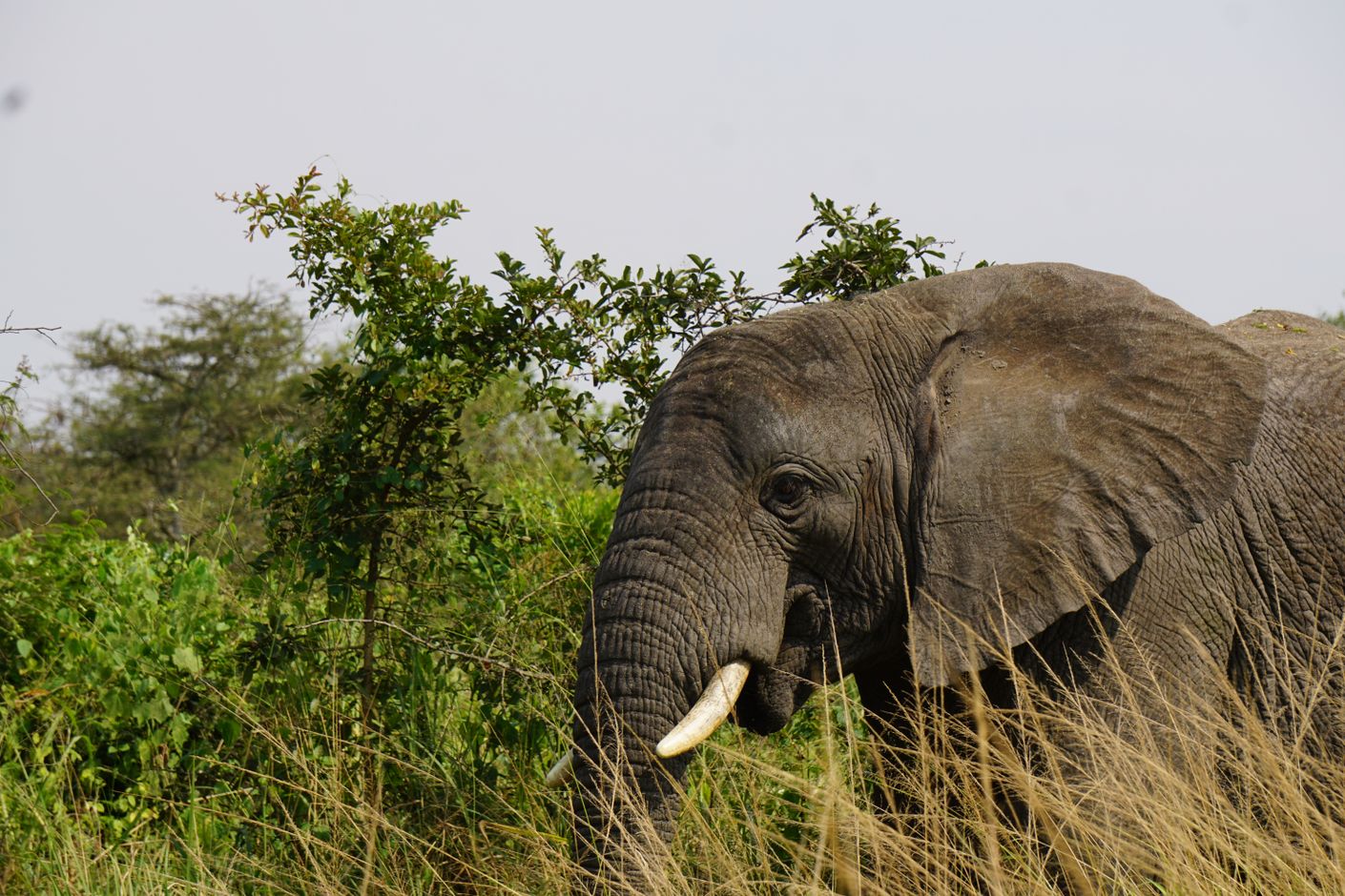 Groepsreis Kenia Oeganda en Tanzania jongerenreis olifant op safari