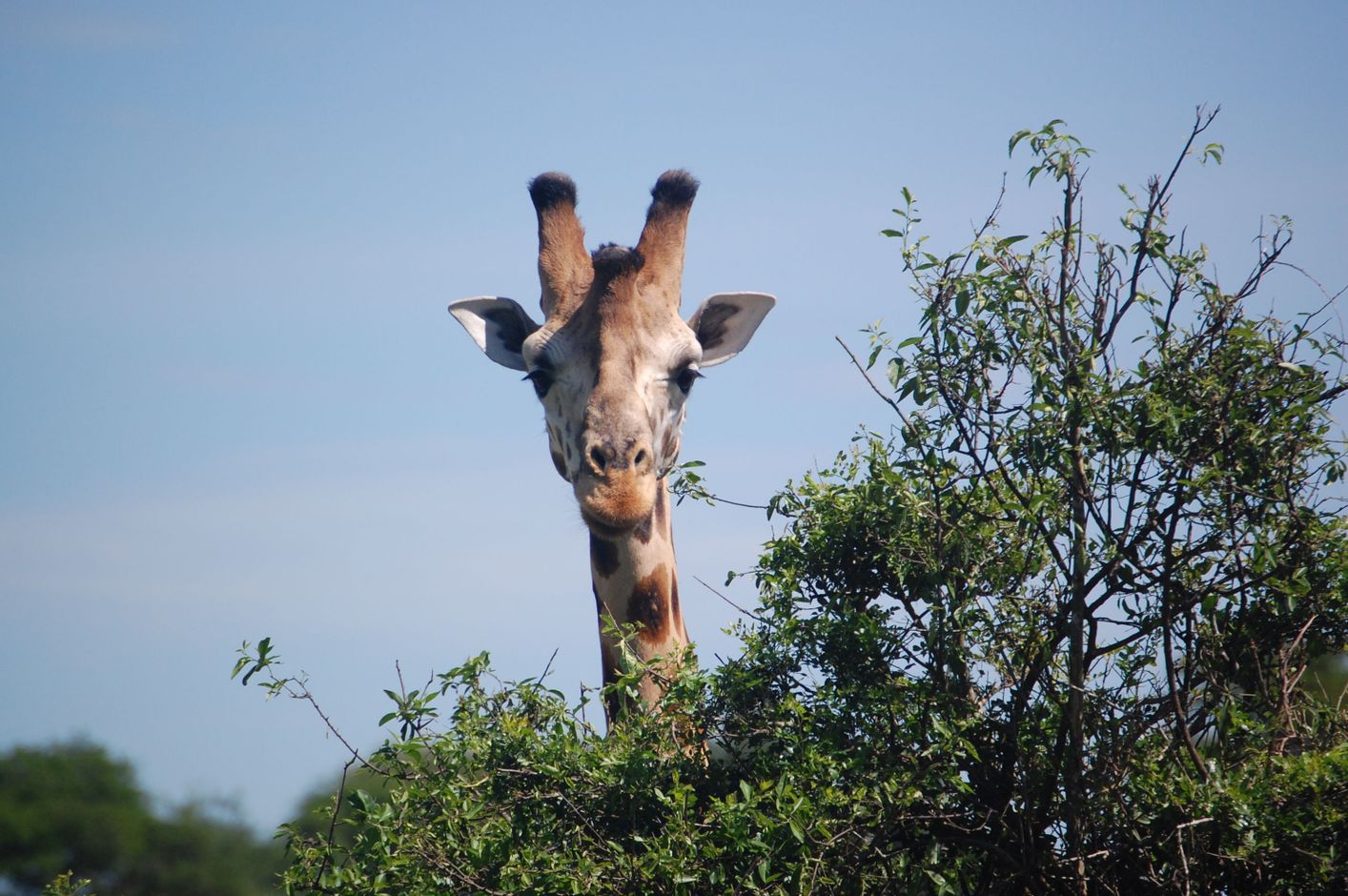 Groepsreis Oeganda safari in Queen Elisabeth National Park giraf