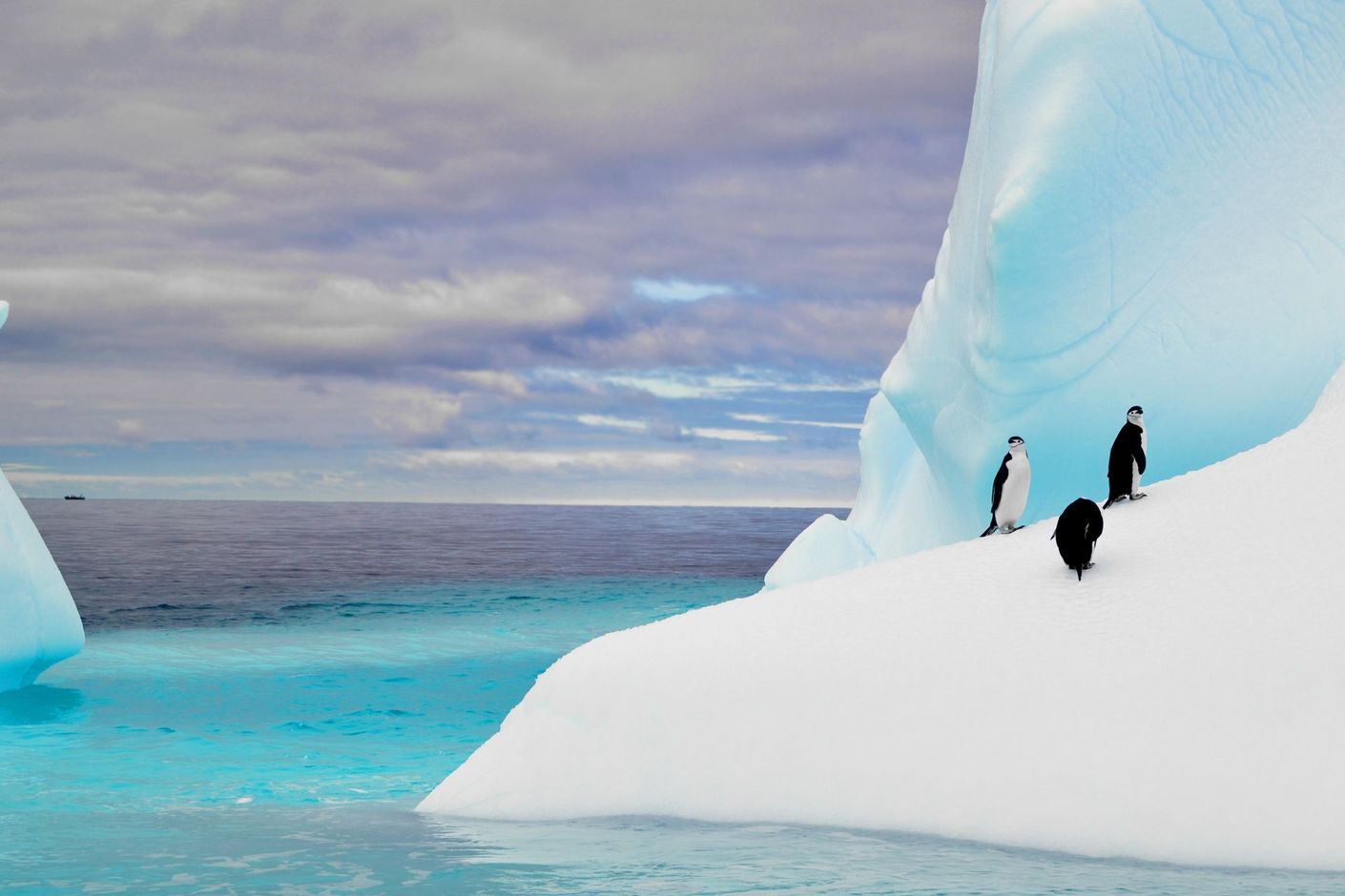 Poolexpeditie Antarctica - Drake Passage - Beagle Channel - Zuidelijke Shetlandeilanden - migratie walvissen