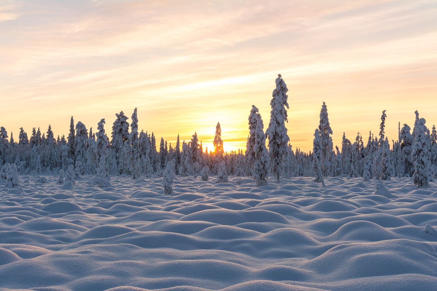 sneeuwlandschap