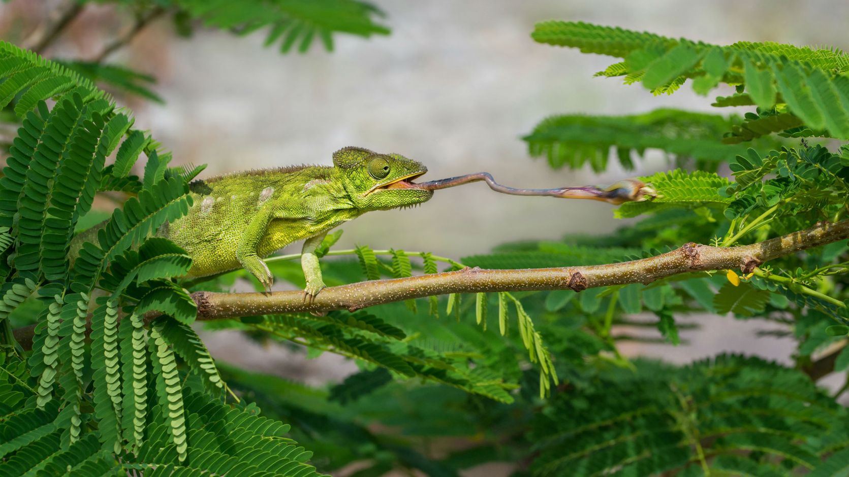 Groepsreis Madagaskar Joker lemuur kameleon