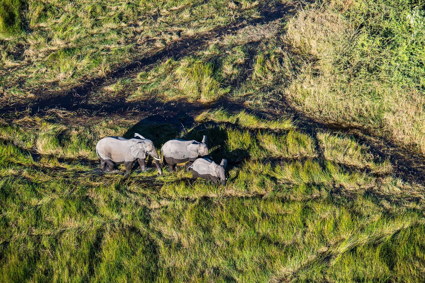 Groepsreis Botswana Okavango Delta olifanten