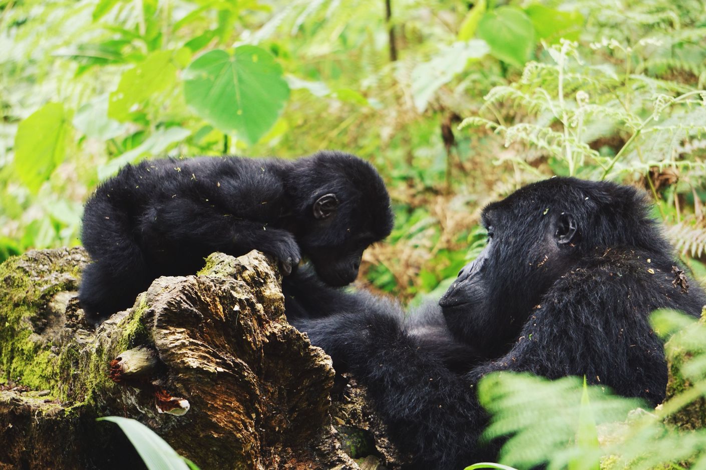 Groepsreis Oeganda gorilla's in Bwindi National Park
