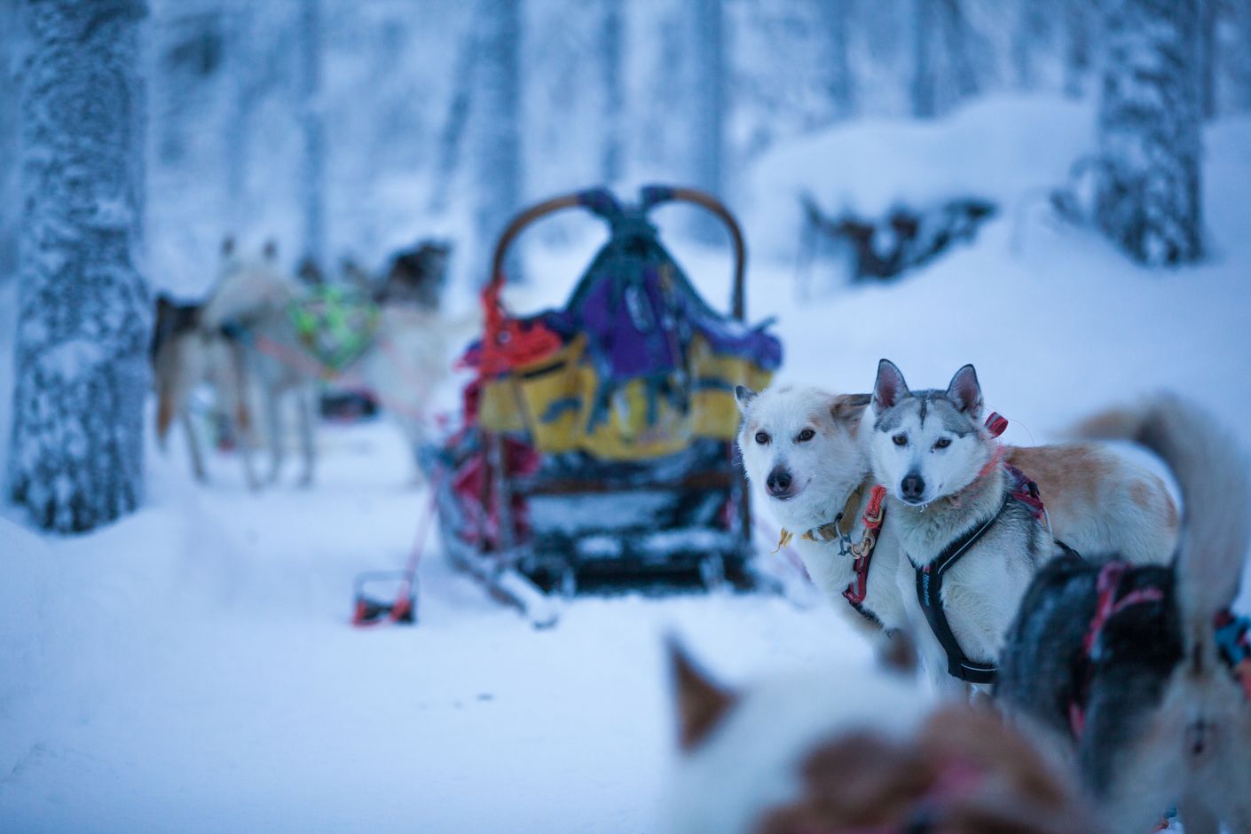 Groepsreis Lapland