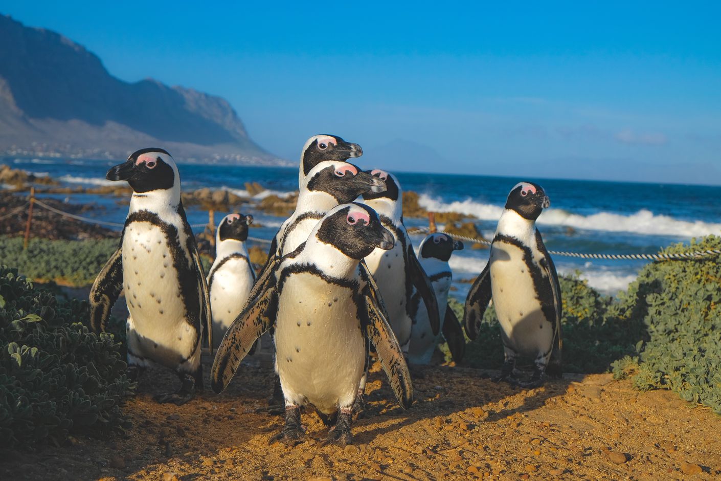 Groepsreis Zuid-Afrika Boulders Beach