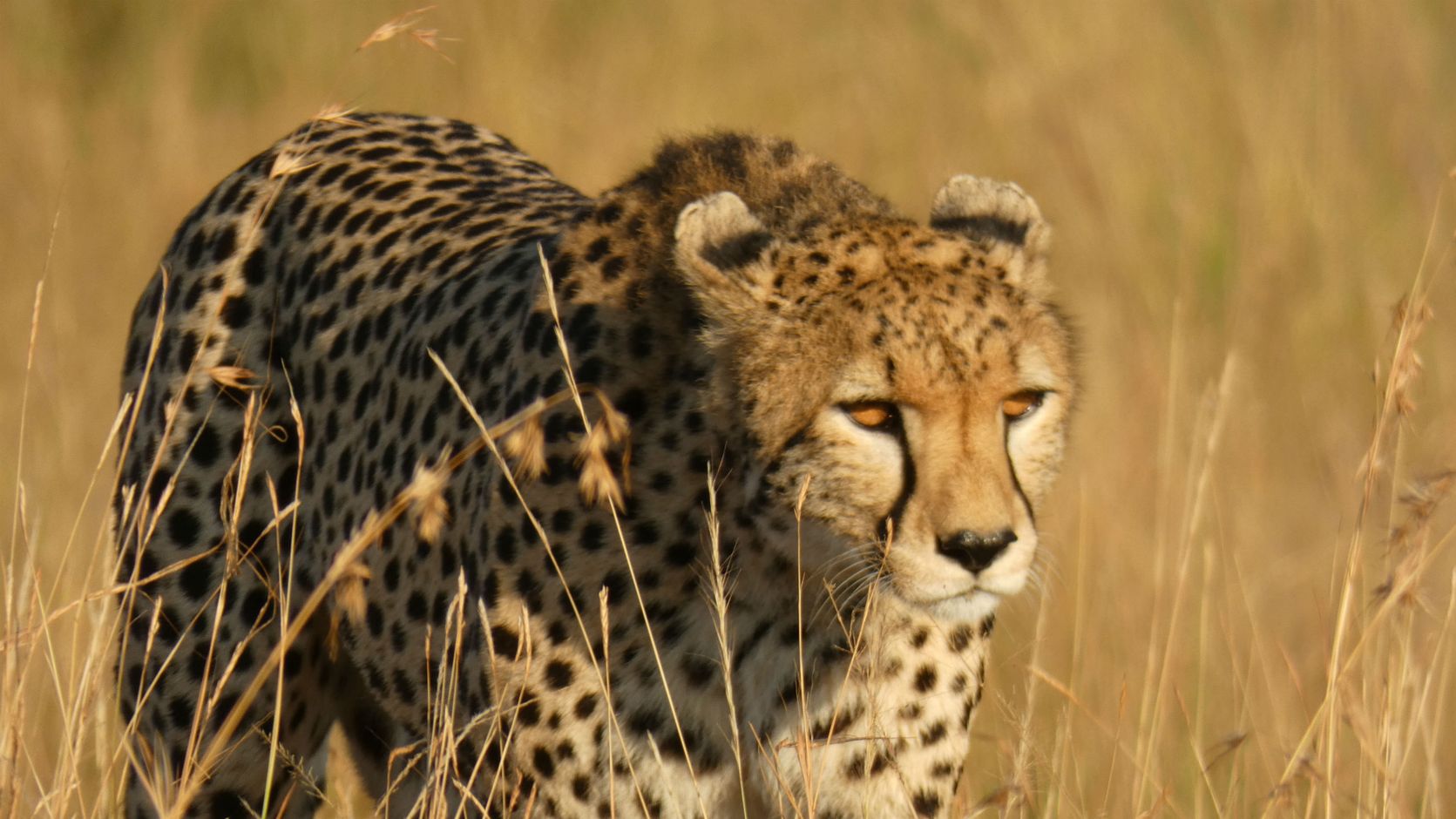 groepsreis Kenia Tanzania luipaard safari