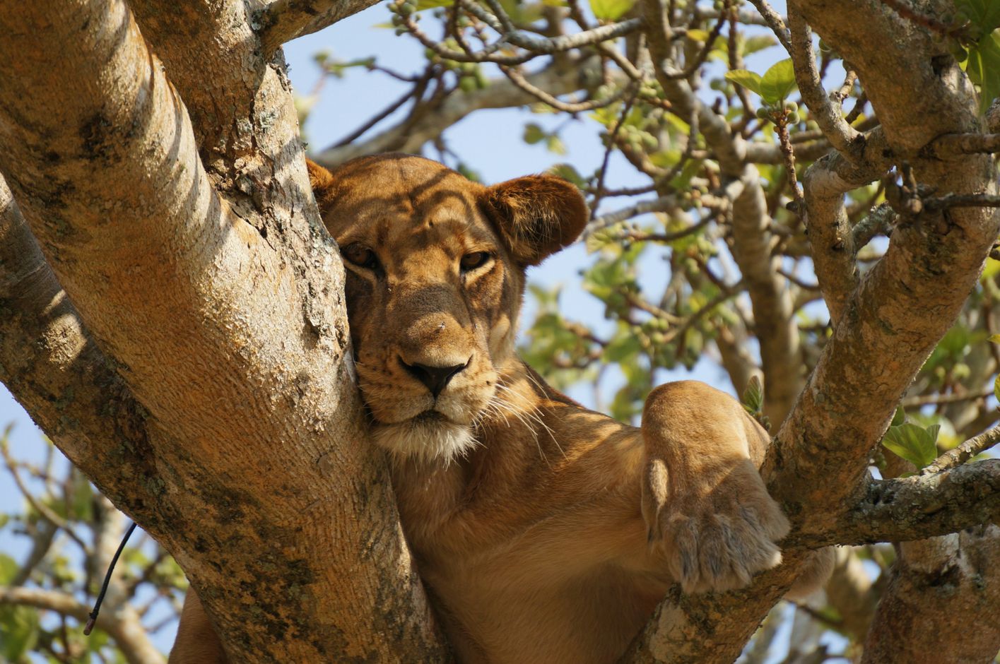 Groepsreis Oeganda boomklimmende leeuwen in Queen Elizabeth NP Ishasha sector