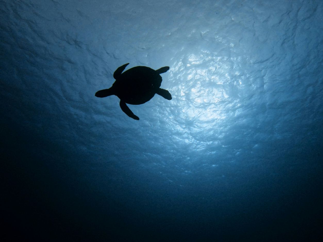 Groepsreis Sri Lanka Surf &amp; Dive schildpad