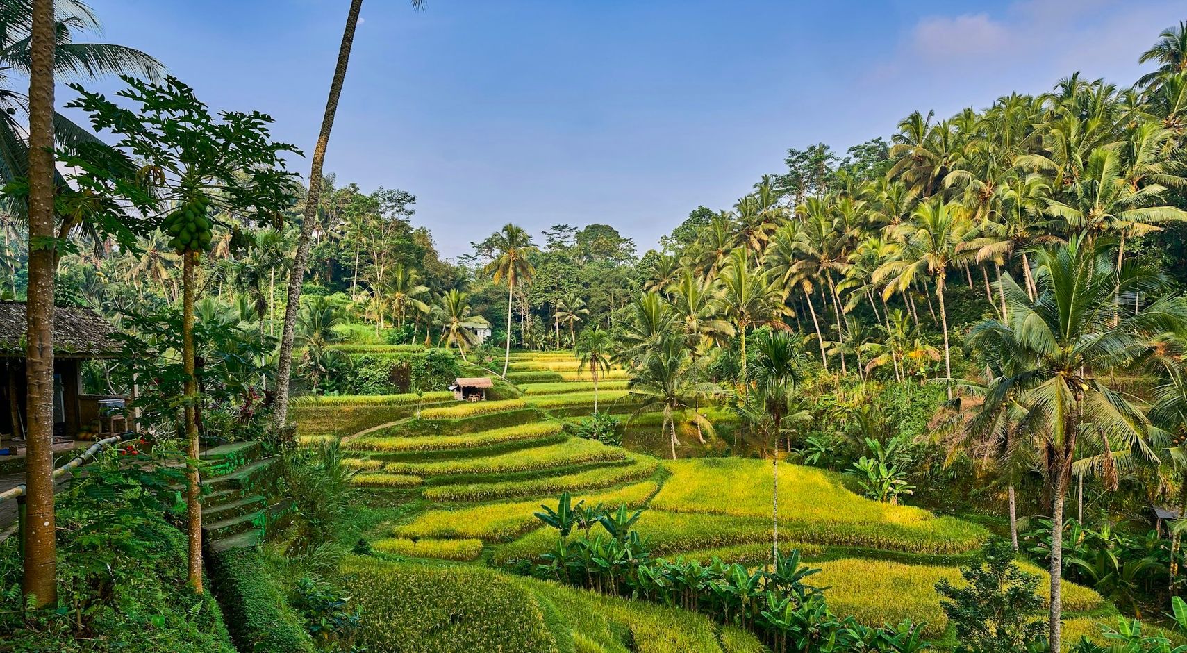 Bali rijstveld