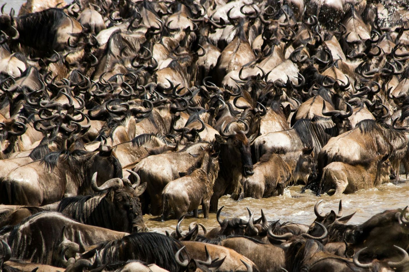 Kenia en Tanzania groepsreis Serengeti en Maasai Mara Great Migration van gnoes en zebra's