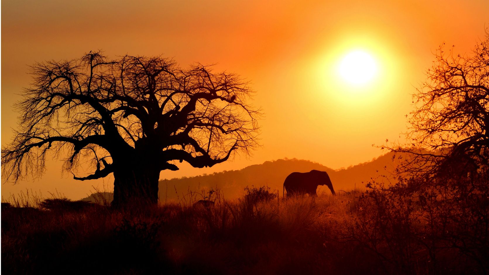 tanzania ruaha national park wildlife jeepsafari Afrika
