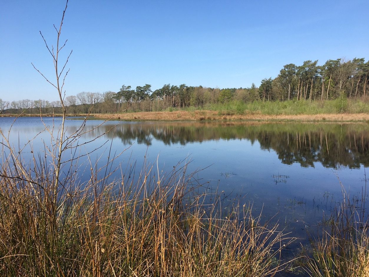 Grote Netewoud