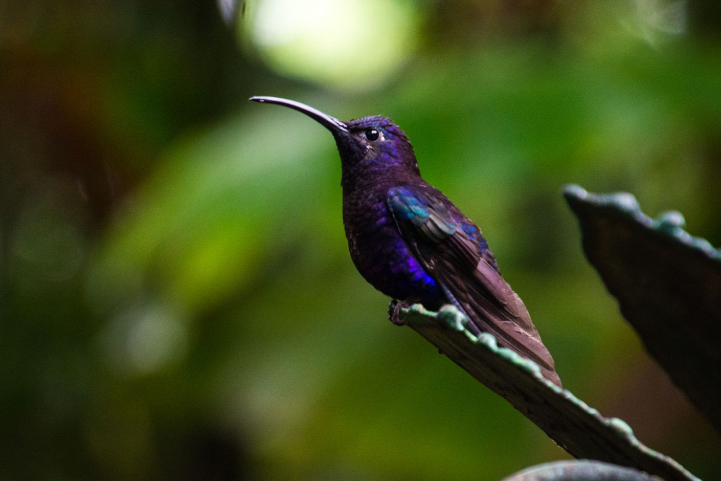 Kolibrie in Rust, Costa Rica