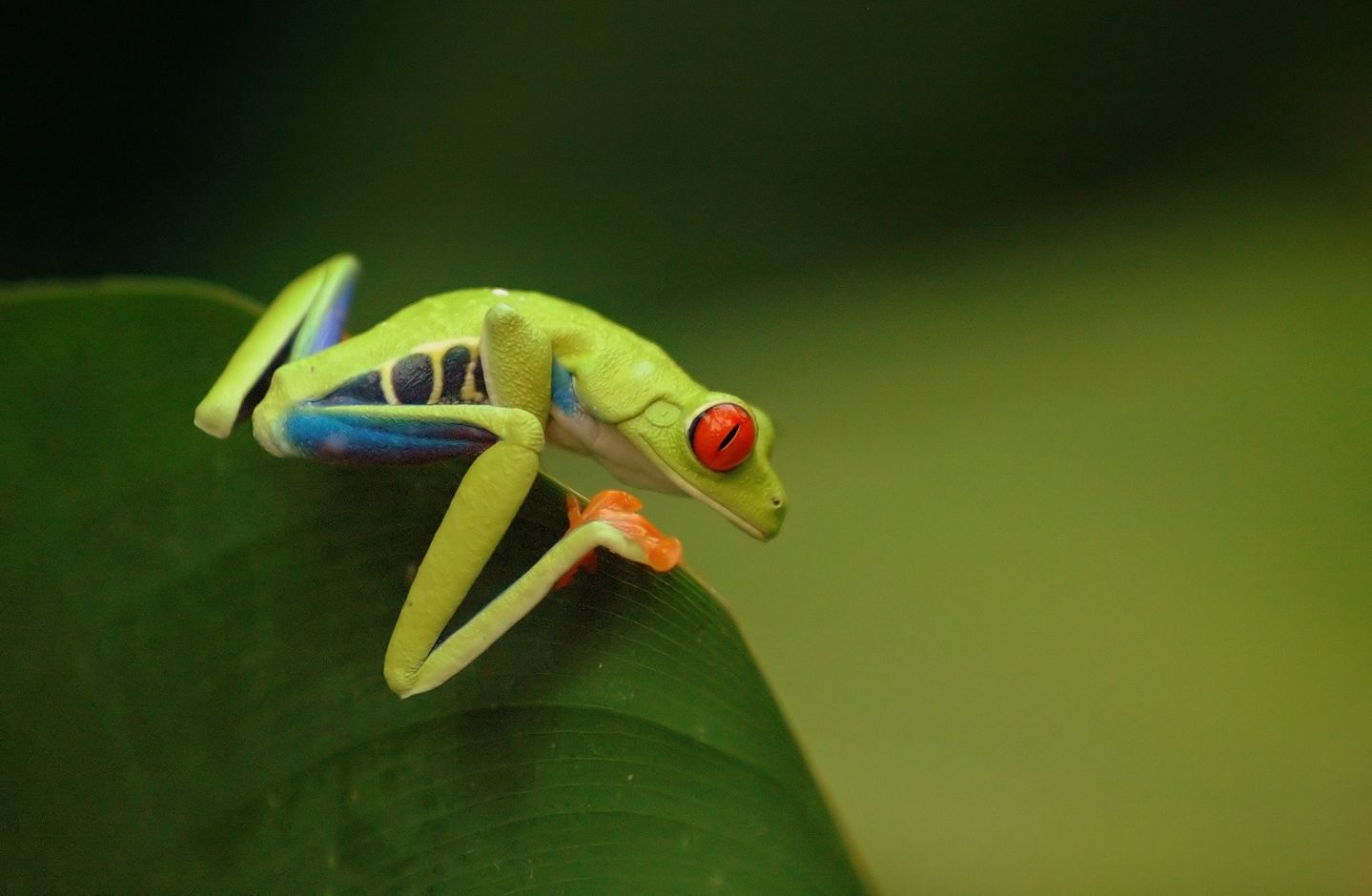 Kikkers in Arenal National Park Costa Rica