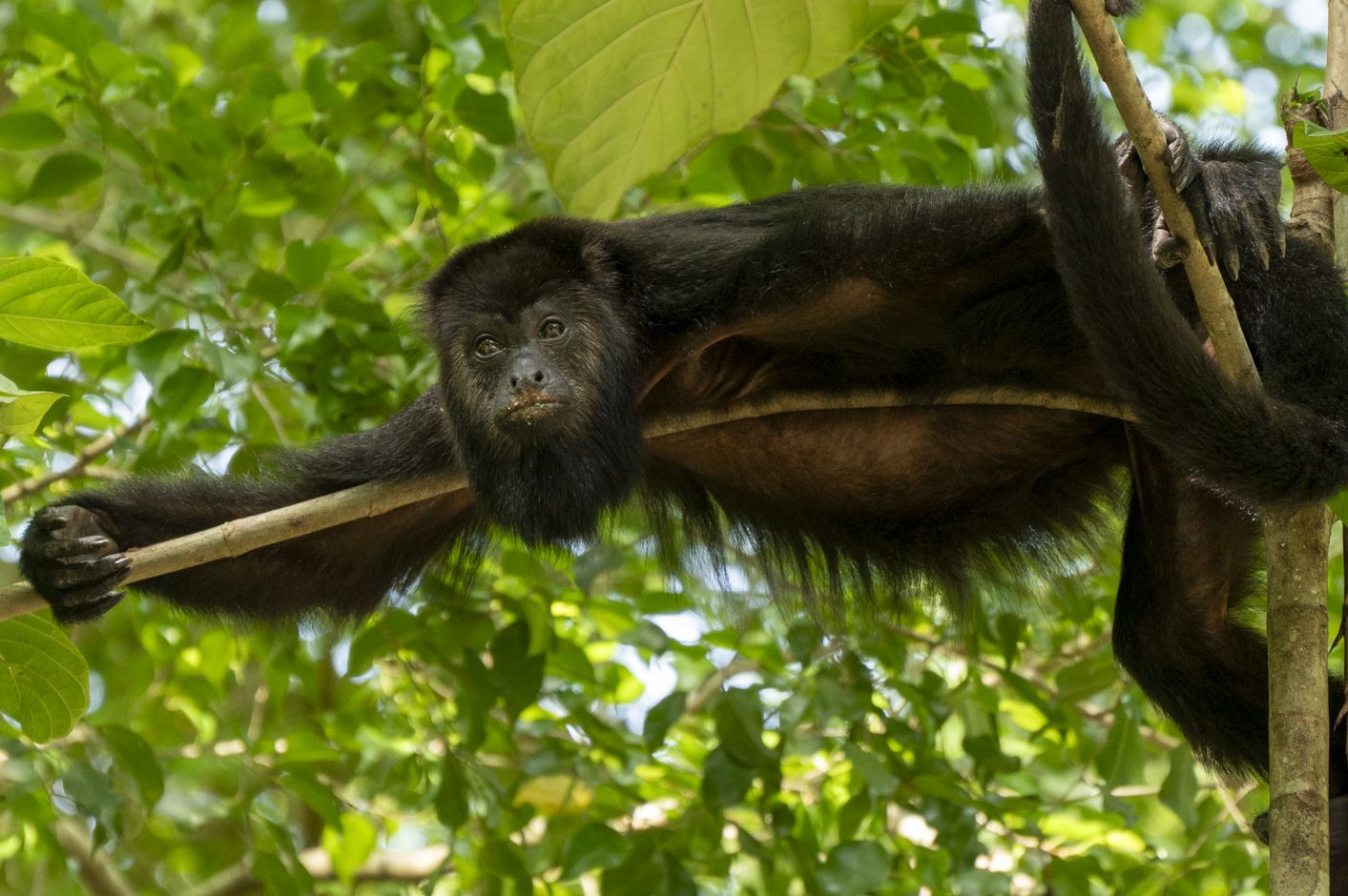 Palenque mono araña
