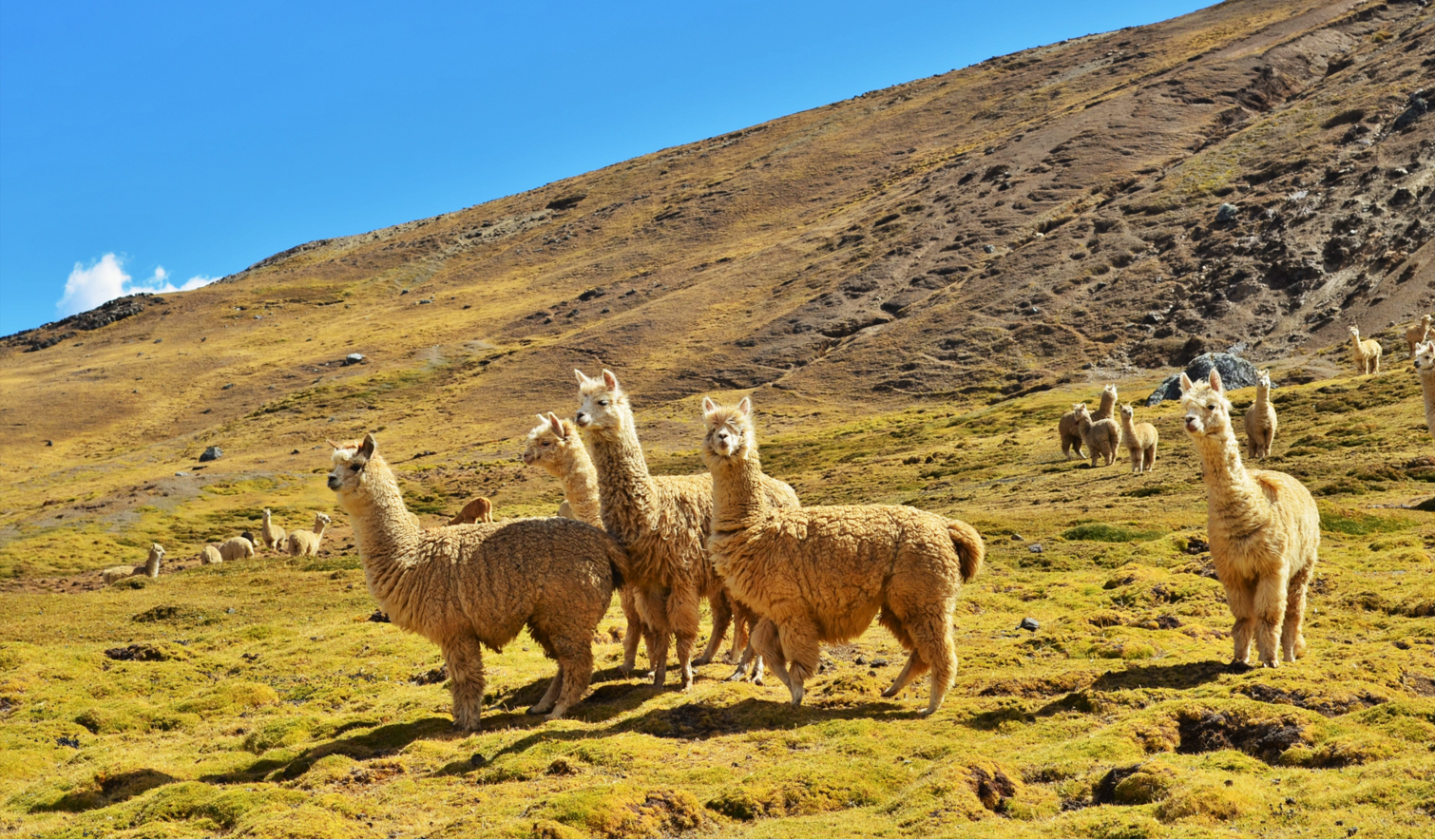 Alpaca&#039;s in Peru