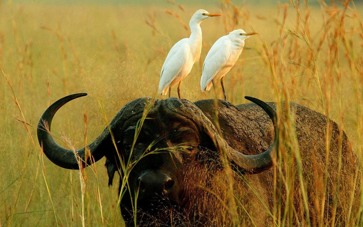 Rondreis door Botswana