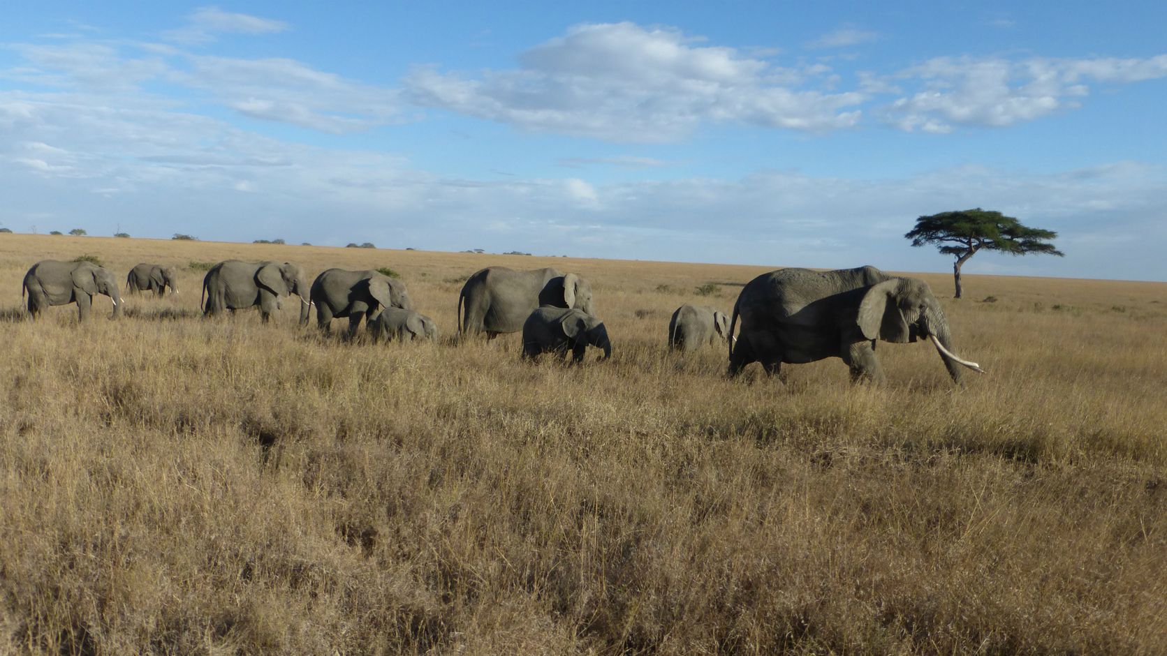 Afrika tanzania safari serengeti savanne olifant