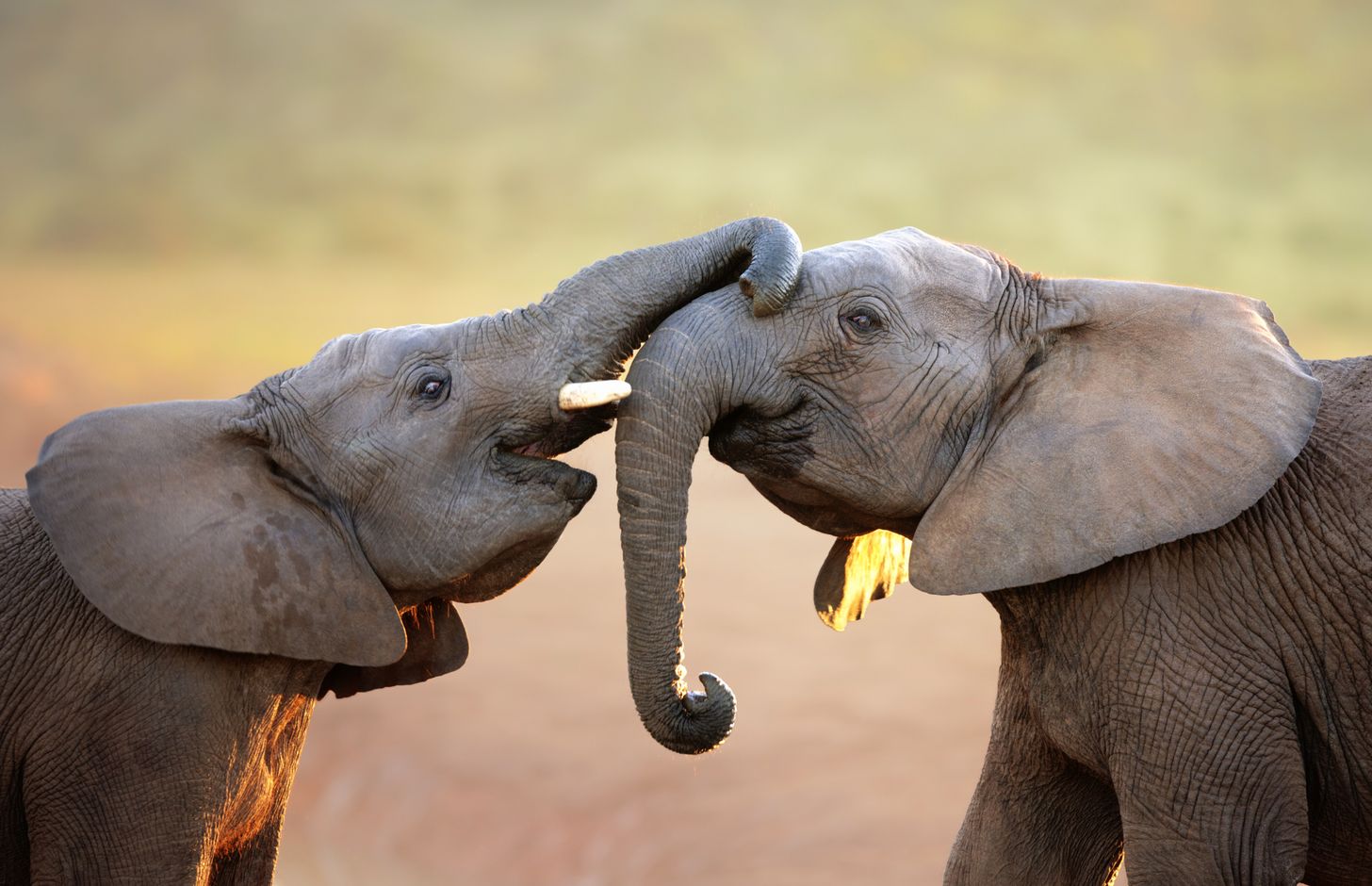 Selfdrive Zuid Afrika fly & drive slow travel natuur national park wildlife
