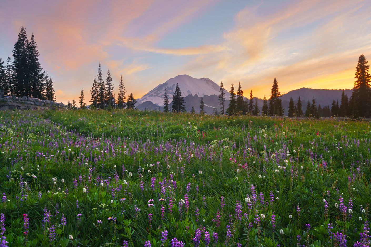 Wilde bloemen in Mount Rainier National Park, Washington, USA