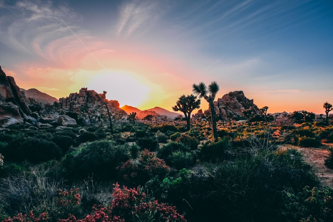 Joshua tree