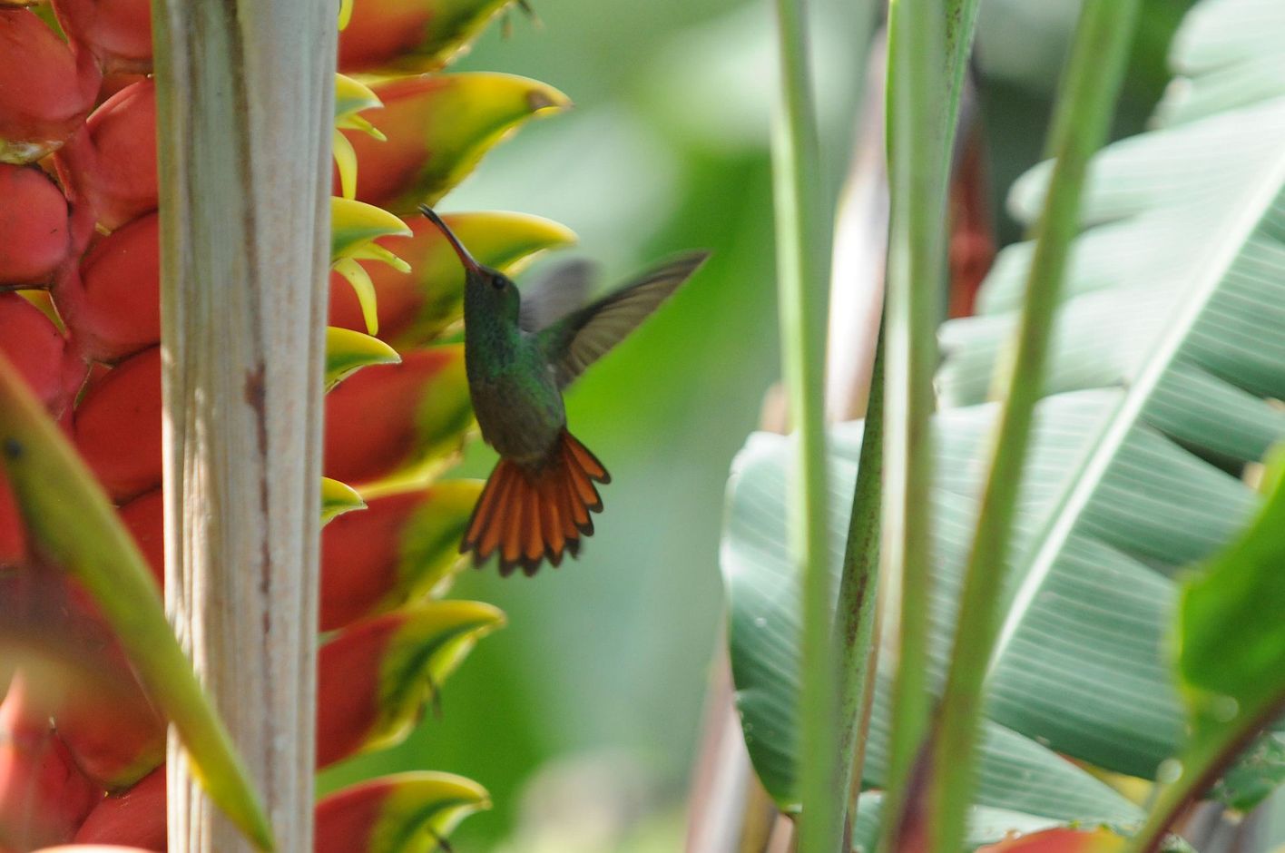 Kolibrie in Costa Rica