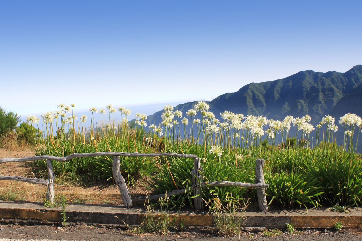 bloemen madeira