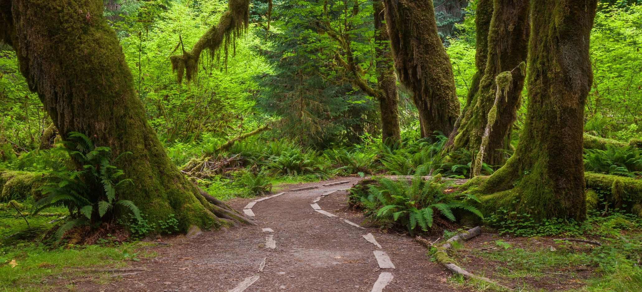 Hoh Rainforest Olympic National Park USA rondreis Noordwesten huurwagen
