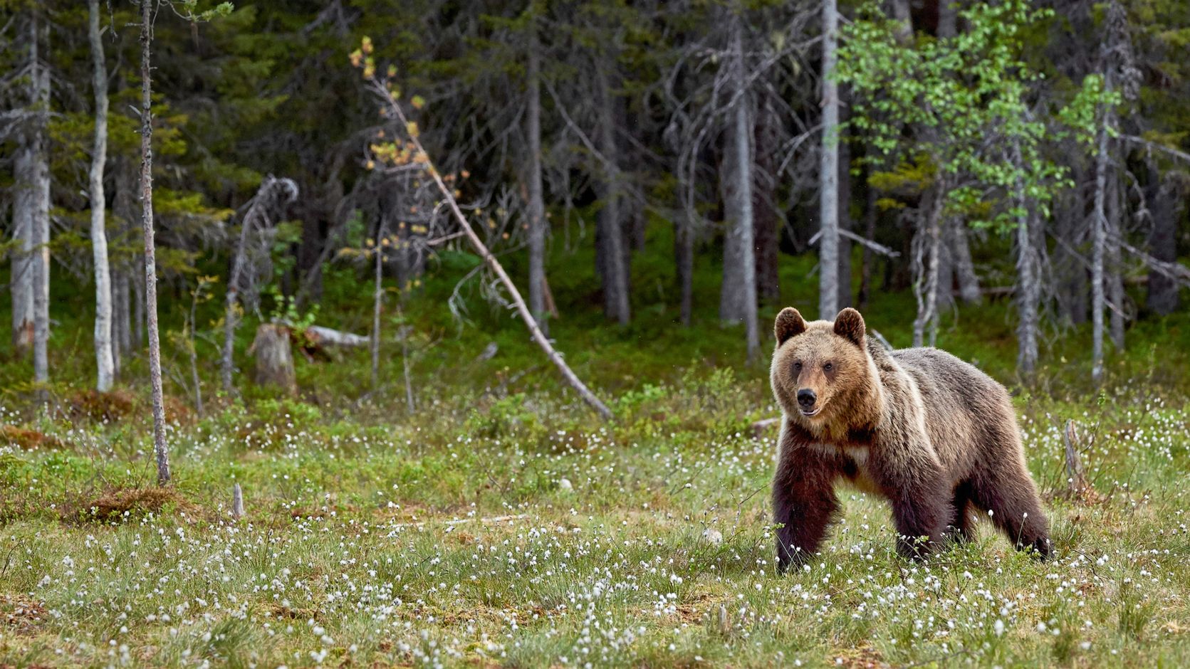 Grizzly Beer West Canada Wildlife