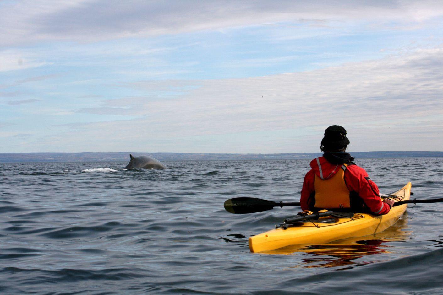 Tadoussac Eco Kajak Tocht Saguenay Walvissen, Quebec City