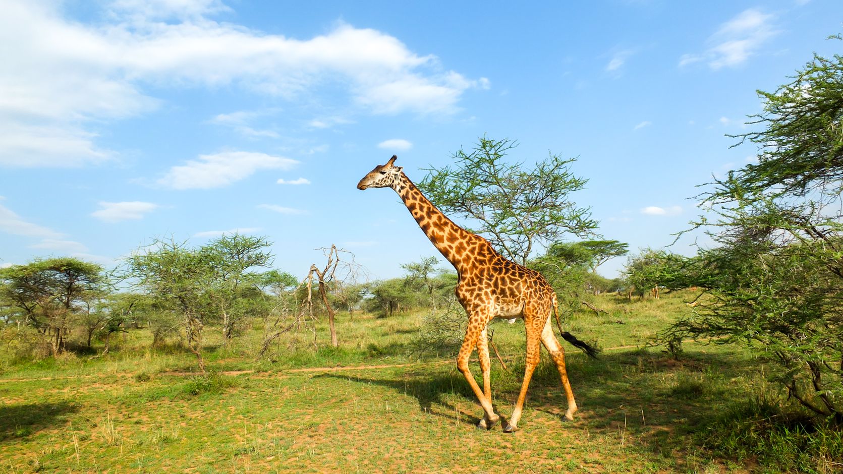 Tanzania safari serengeti giraf rondreis afrika