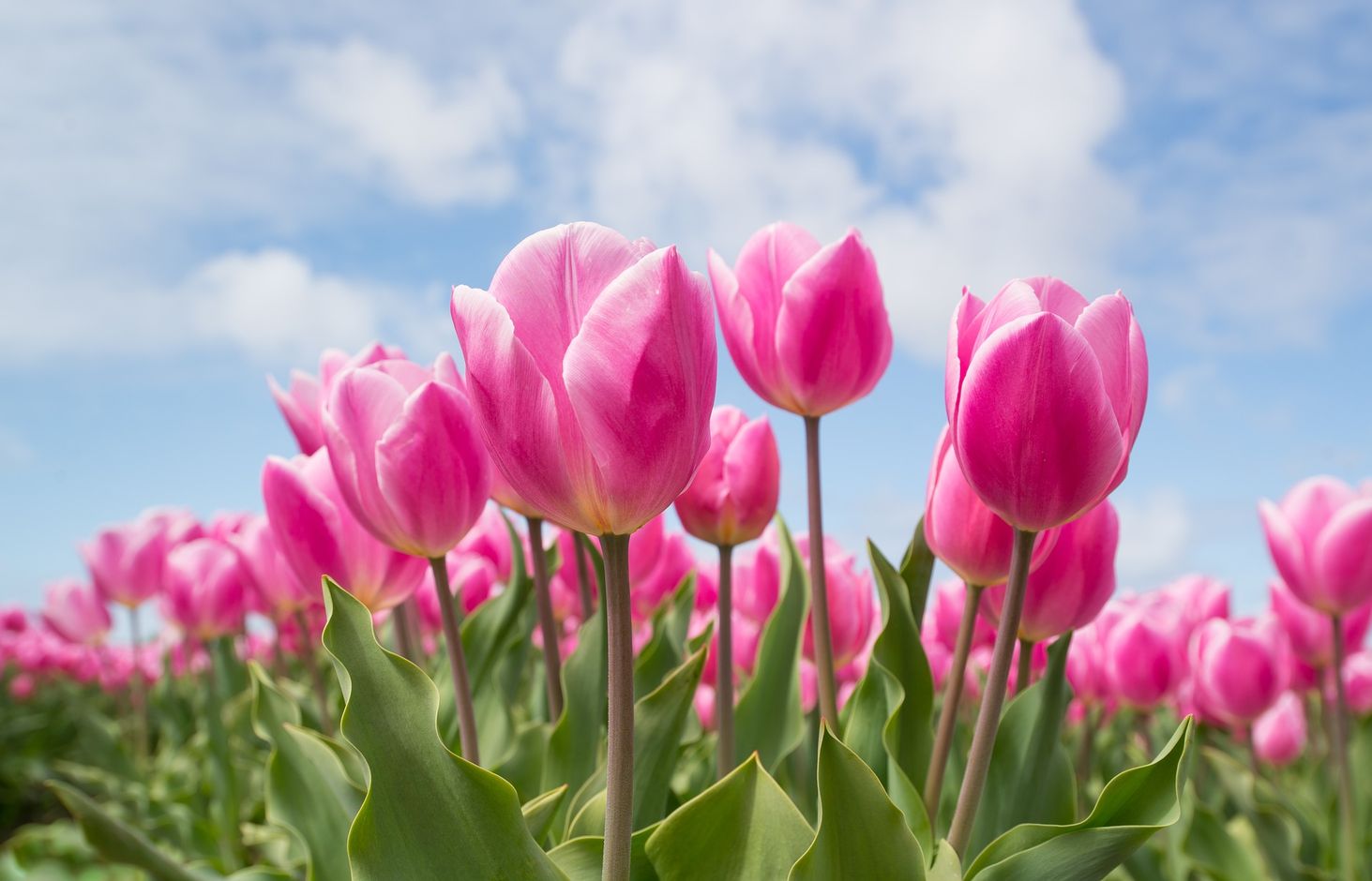 Fietsvakantie langs duinen en tulpen