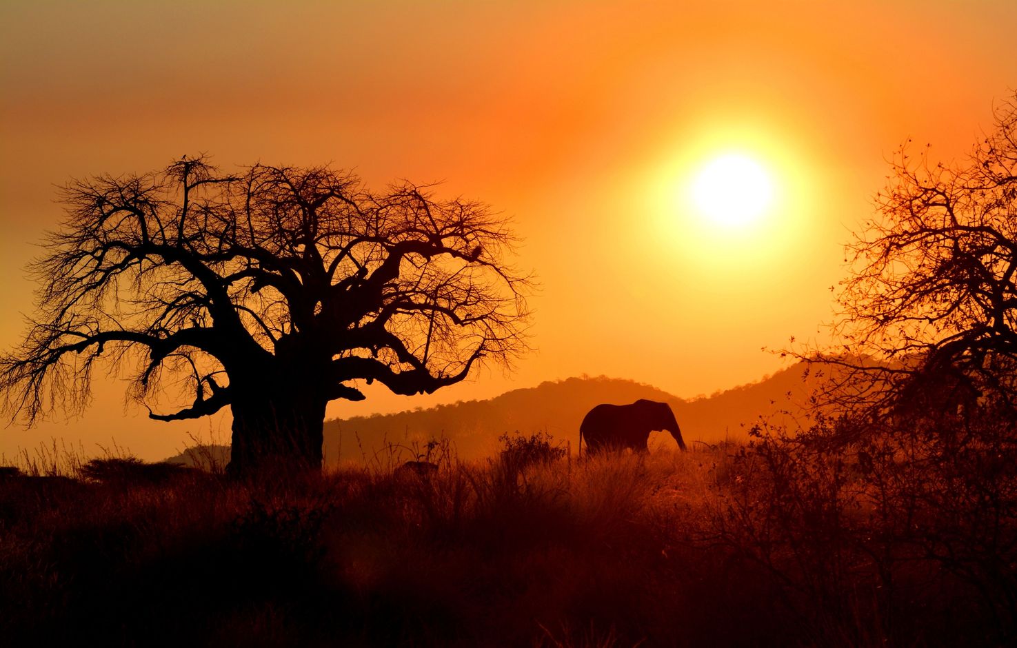 Tanzania - Ruaha NP - baobab olifant zonsondergang