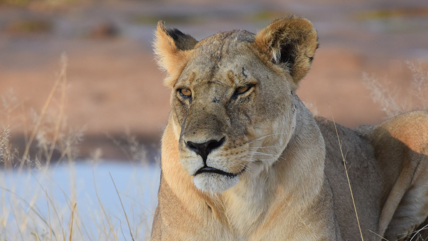 Tanzania - Ruaha NP- leeuw - rivier