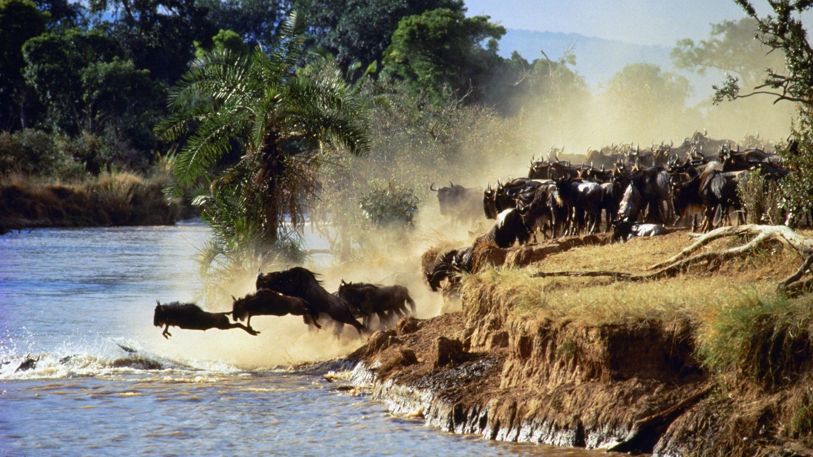 Kenia wildebeest gnoe migratie