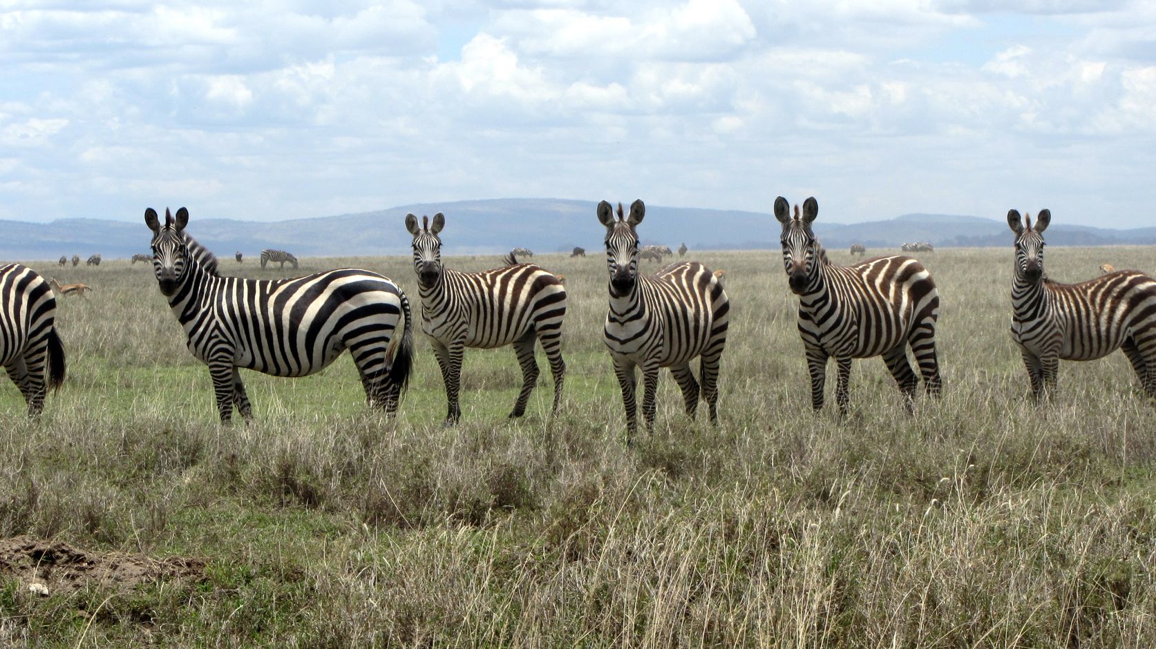 Safari Zebra Savanne Grote trek